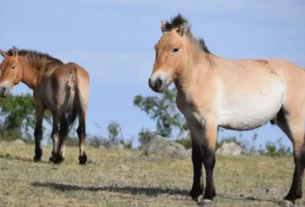 Takhi (cavalo‑de‑Przewalski) volta a prosperar na Mongólia e vira símbolo de restauração ambiental