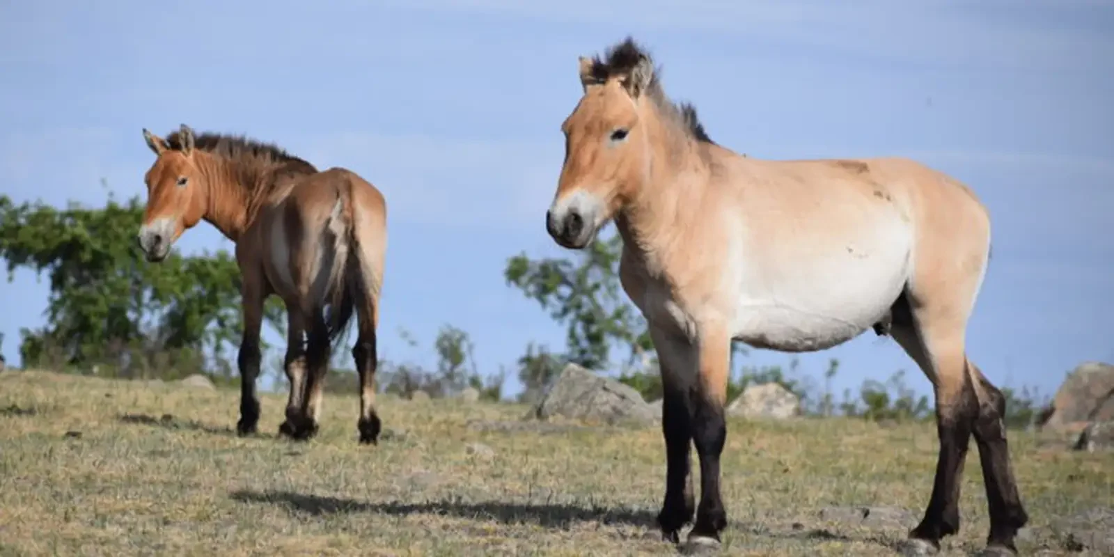 Takhi (cavalo‑de‑Przewalski) volta a prosperar na Mongólia e vira símbolo de restauração ambiental