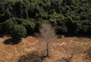 COP17: Brasil se compromete a restaurar 163 mil km² até 2030 e é cobrado por implementação