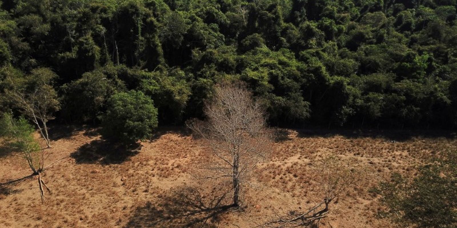 COP17: Brasil se compromete a restaurar 163 mil km² até 2030 e é cobrado por implementação