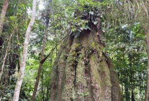 Governo cria quatro Reservas de Desenvolvimento Sustentável no Amazonas e amplia parque no Piauí