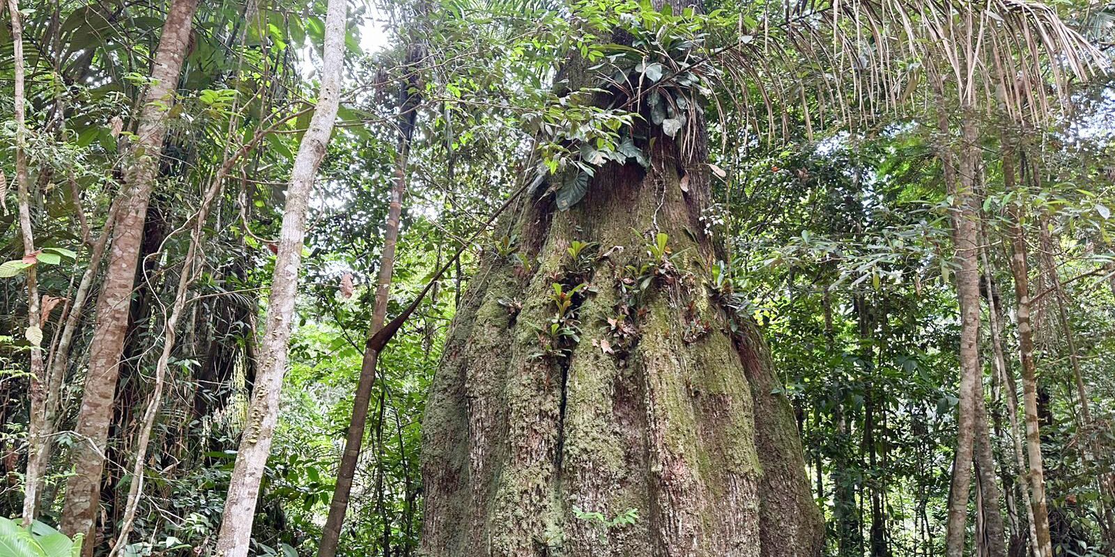 Governo cria quatro Reservas de Desenvolvimento Sustentável no Amazonas e amplia parque no Piauí
