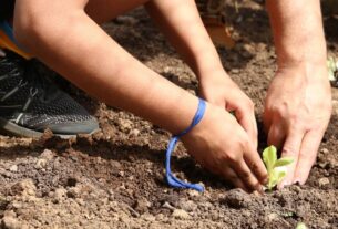 Organizações de São Paulo lançam carta para que candidatos de 2026 se comprometam com a agroecologia