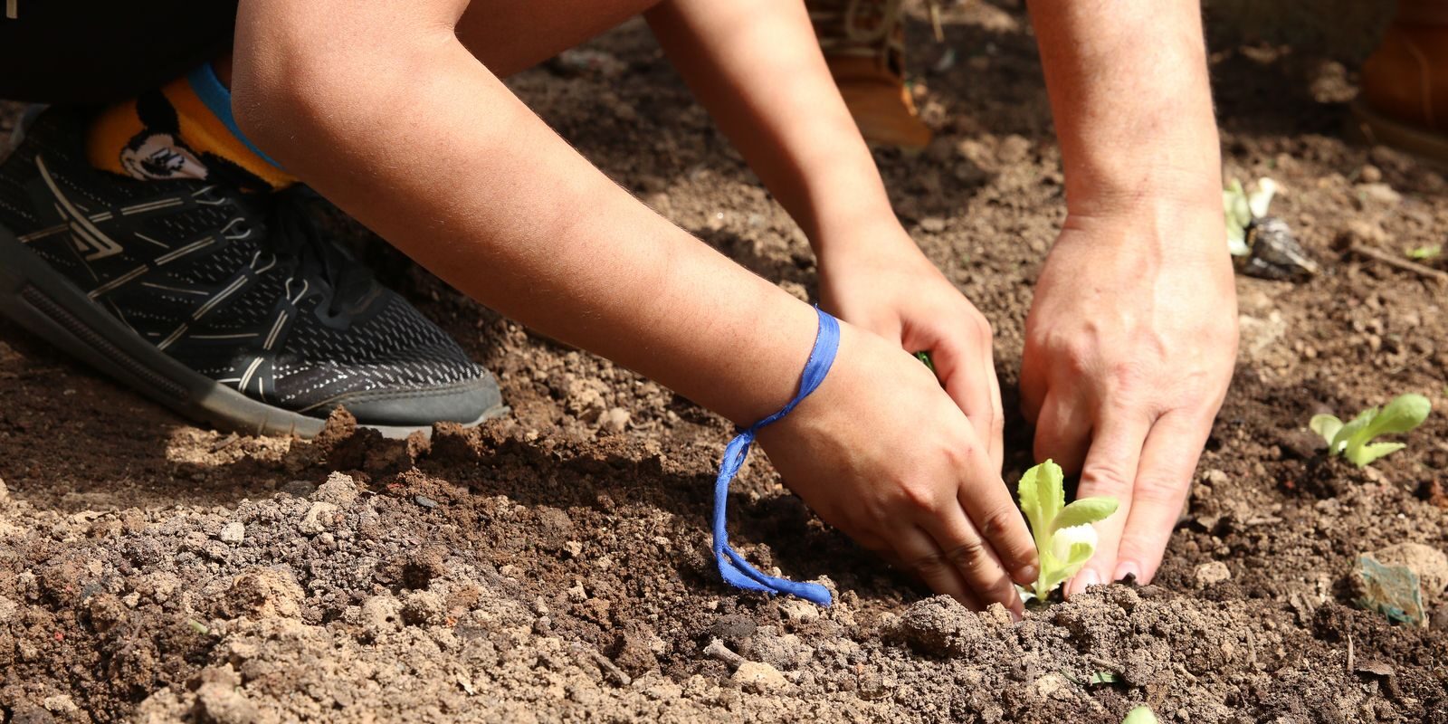 Organizações de São Paulo lançam carta para que candidatos assumam compromisso com a agroecologia nas eleições 2026