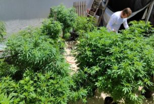 Feira em Fortaleza pede políticas sobre drogas pautadas na saúde e na justiça social